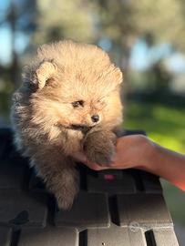 Spitz Pomerania nano tedesco cucciolo cucciolo
