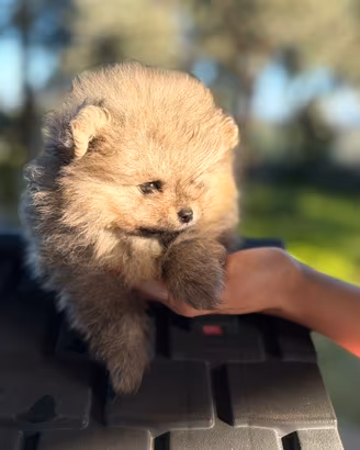 Spitz Pomerania nano tedesco cucciolo cucciolo