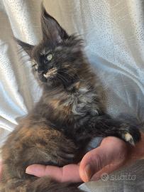 Meravigliosa MaineCoon con pedigree