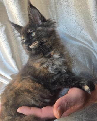 Meravigliosa MaineCoon con pedigree