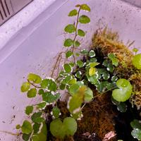 Talea di Ficus repens Variegato