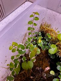 Talea di Ficus repens Variegato