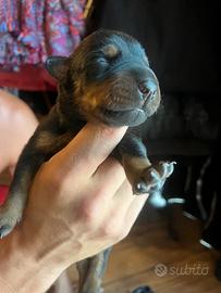 Dobermann
