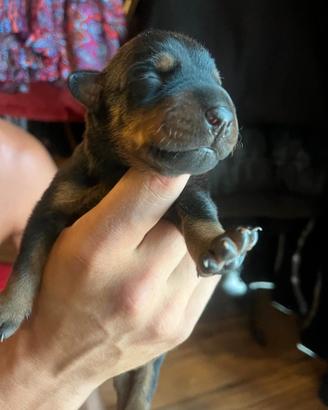 Dobermann