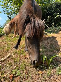 Pony