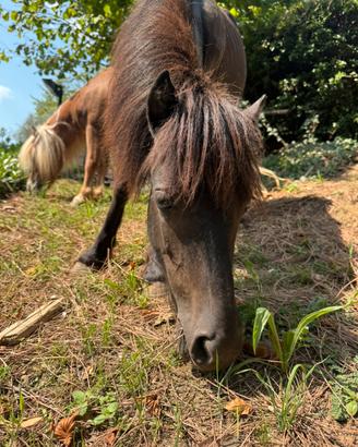 Pony