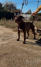 Disponibile per monte