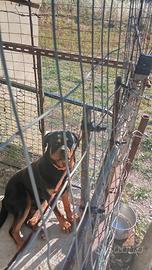 Cucciolo di rottweiler