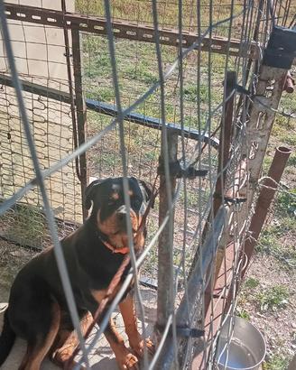 Cucciolo di rottweiler