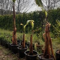 piante di banano 