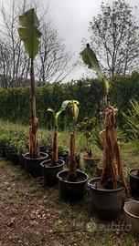 piante di banano 
