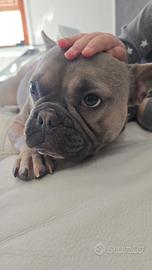 Bouledogue francese esotic