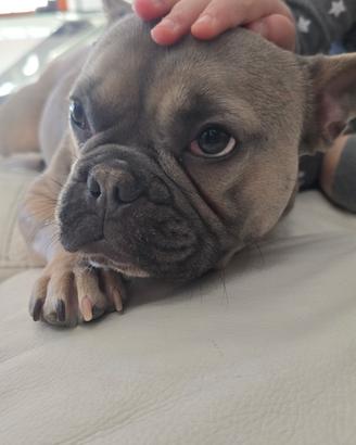 Bouledogue francese esotic
