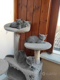 Gatti. Blu di Russia