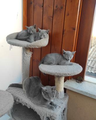 Gatti. Blu di Russia