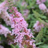 Buddleja Albero delle farfalle 