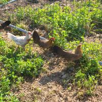 Galline phoenix