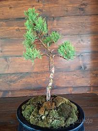 Bonsai di Ginepro. Visita il profilo.