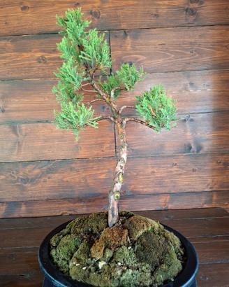 Bonsai di Ginepro. Visita il profilo.
