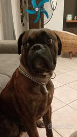 Boxer maschio per accoppiamento