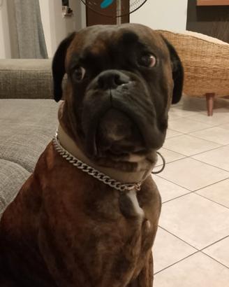 Boxer maschio per accoppiamento