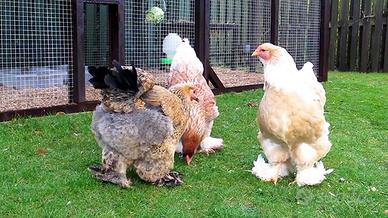 Galline ornamentali