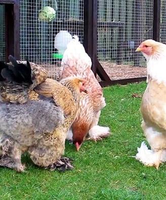 Galline ornamentali