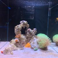 Acquario marino 90 L completo