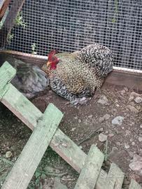 Gallo cocincina nana barrata