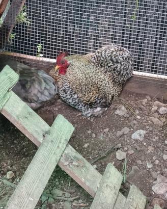Gallo cocincina nana barrata