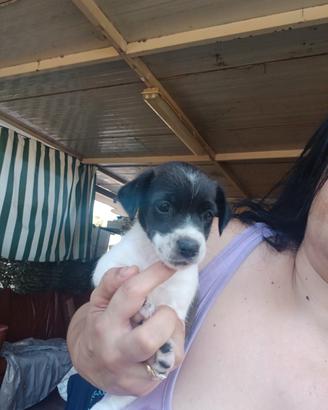 Cuccioli jack russel nani zampa corta