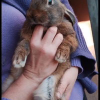 Conigli Leprino Viterbese in Purezza