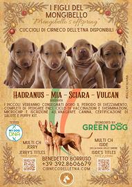 Cuccioli di Cirneco dell'Etna con pedigree