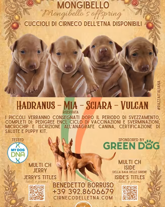Cuccioli di Cirneco dell'Etna con pedigree