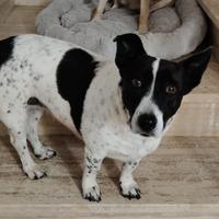 Jessy: 10 anni, socievole, taglia contenuta