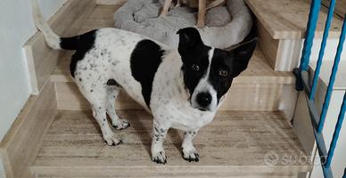 Jessy: 10 anni, socievole, taglia contenuta