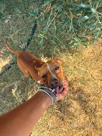 Cane cirneco