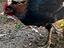 Immagine 4