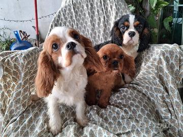 Cavalier king