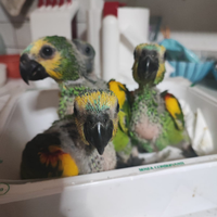 Baby amazzoni fronte blu