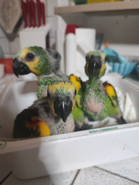 Baby amazzoni fronte blu