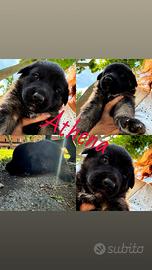 Ultimi due cuccioli pastore tedesco mix