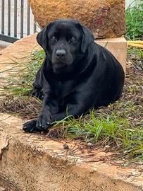 Labrador femmina per accoppiamento