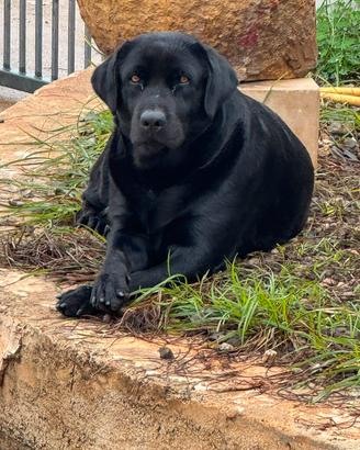 Labrador femmina per accoppiamento
