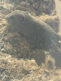 Citello (Spermophilus citellus)