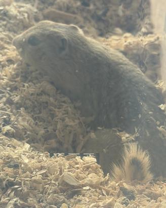 Citello (Spermophilus citellus)