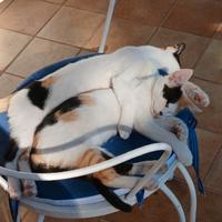 4 gattine da adottare