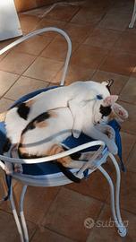 4 gattine da adottare