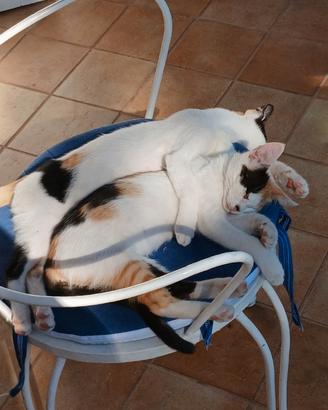 4 gattine da adottare