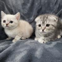 Ultimi due cuccioli scottish